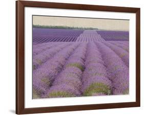 Lavender on Linen 2-Bret Staehling-Framed Art Print