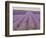 Lavender on Linen 2-Bret Staehling-Framed Art Print