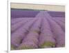 Lavender on Linen 2-Bret Staehling-Framed Art Print