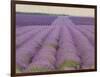 Lavender on Linen 2-Bret Staehling-Framed Art Print