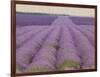 Lavender on Linen 2-Bret Staehling-Framed Art Print