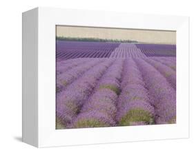 Lavender on Linen 2-Bret Staehling-Framed Stretched Canvas