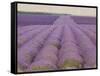 Lavender on Linen 2-Bret Staehling-Framed Stretched Canvas