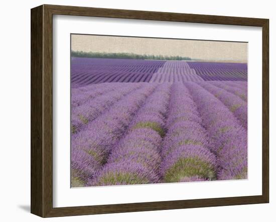 Lavender on Linen 2-Bret Staehling-Framed Art Print