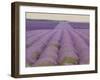 Lavender on Linen 2-Bret Staehling-Framed Art Print