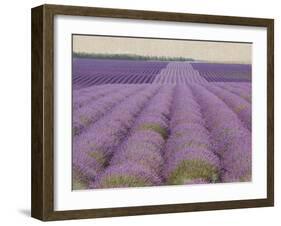 Lavender on Linen 2-Bret Staehling-Framed Art Print