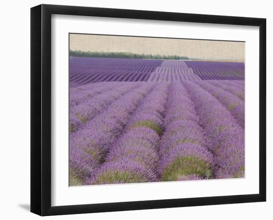 Lavender on Linen 2-Bret Staehling-Framed Art Print