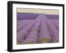 Lavender on Linen 2-Bret Staehling-Framed Art Print