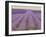 Lavender on Linen 2-Bret Staehling-Framed Art Print