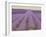 Lavender on Linen 2-Bret Staehling-Framed Art Print