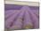 Lavender on Linen 2-Bret Staehling-Mounted Art Print