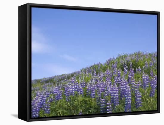 Lavender on the Meadow, Iceland-Keren Su-Framed Stretched Canvas