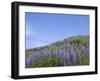 Lavender on the Meadow, Iceland-Keren Su-Framed Premium Photographic Print