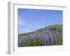 Lavender on the Meadow, Iceland-Keren Su-Framed Premium Photographic Print