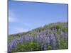 Lavender on the Meadow, Iceland-Keren Su-Mounted Premium Photographic Print