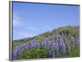 Lavender on the Meadow, Iceland-Keren Su-Framed Photographic Print