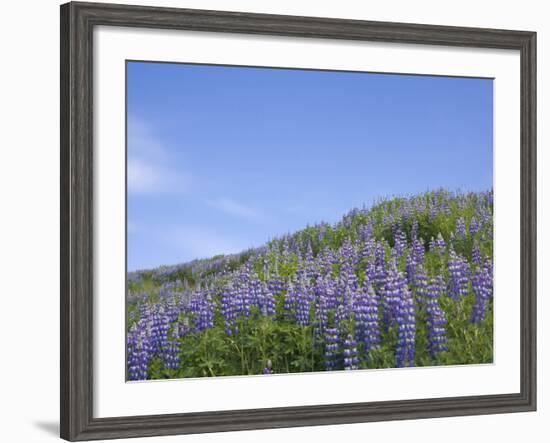 Lavender on the Meadow, Iceland-Keren Su-Framed Photographic Print