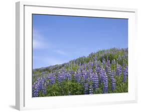 Lavender on the Meadow, Iceland-Keren Su-Framed Photographic Print