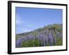 Lavender on the Meadow, Iceland-Keren Su-Framed Photographic Print