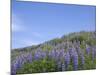 Lavender on the Meadow, Iceland-Keren Su-Mounted Photographic Print