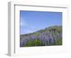 Lavender on the Meadow, Iceland-Keren Su-Framed Photographic Print