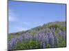 Lavender on the Meadow, Iceland-Keren Su-Mounted Photographic Print