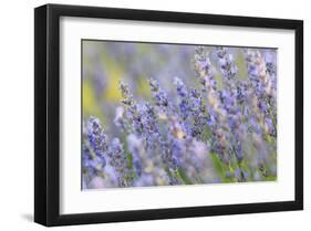 Lavender on the Plateau of Valensole, Puimoisson, Provence-Alpes-Cote d'Azur, France-null-Framed Art Print