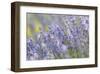 Lavender on the Plateau of Valensole, Puimoisson, Provence-Alpes-Cote d'Azur, France-null-Framed Art Print