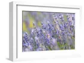 Lavender on the Plateau of Valensole, Puimoisson, Provence-Alpes-Cote d'Azur, France-null-Framed Art Print