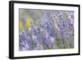Lavender on the Plateau of Valensole, Puimoisson, Provence-Alpes-Cote d'Azur, France-null-Framed Art Print