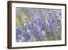 Lavender on the Plateau of Valensole, Puimoisson, Provence-Alpes-Cote d'Azur, France-null-Framed Art Print