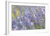 Lavender on the Plateau of Valensole, Puimoisson, Provence-Alpes-Cote d'Azur, France-null-Framed Art Print