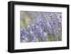 Lavender on the Plateau of Valensole, Puimoisson, Provence-Alpes-Cote d'Azur, France-null-Framed Art Print