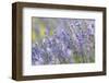 Lavender on the Plateau of Valensole, Puimoisson, Provence-Alpes-Cote d'Azur, France-null-Framed Art Print