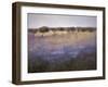 Lavender & Orchard Impression-Ken Hildrew-Framed Art Print