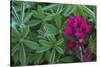 Lavender paintbrush and lupine leaves-Ken Archer-Stretched Canvas