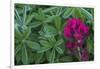 Lavender paintbrush and lupine leaves-Ken Archer-Framed Photographic Print