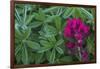 Lavender paintbrush and lupine leaves-Ken Archer-Framed Photographic Print