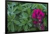 Lavender paintbrush and lupine leaves-Ken Archer-Framed Photographic Print