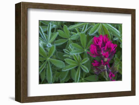 Lavender paintbrush and lupine leaves-Ken Archer-Framed Photographic Print