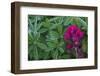 Lavender paintbrush and lupine leaves-Ken Archer-Framed Photographic Print