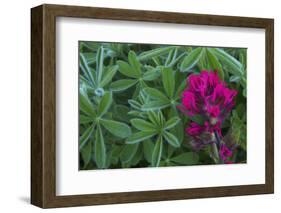 Lavender paintbrush and lupine leaves-Ken Archer-Framed Photographic Print