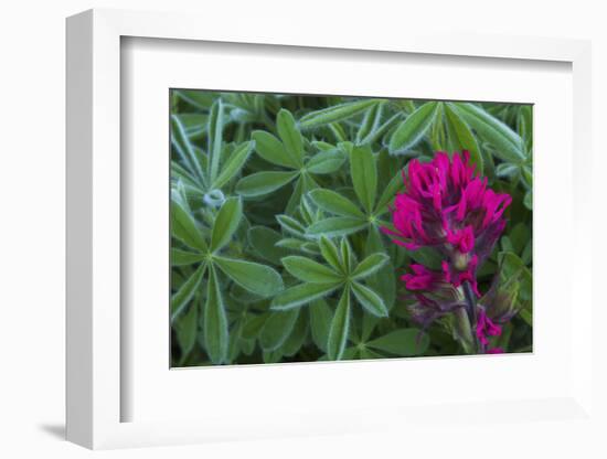 Lavender paintbrush and lupine leaves-Ken Archer-Framed Photographic Print