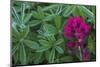 Lavender paintbrush and lupine leaves-Ken Archer-Mounted Photographic Print