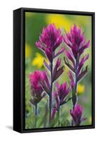 Lavender Paintbrush-Ken Archer-Framed Stretched Canvas