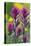 Lavender Paintbrush-Ken Archer-Stretched Canvas