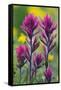 Lavender Paintbrush-Ken Archer-Framed Stretched Canvas