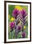 Lavender Paintbrush-Ken Archer-Framed Premium Photographic Print