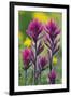 Lavender Paintbrush-Ken Archer-Framed Premium Photographic Print