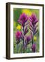 Lavender Paintbrush-Ken Archer-Framed Photographic Print